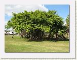 Tree 02 * 612 x 461 * (90KB)